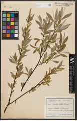 Foto von Salix alba L.